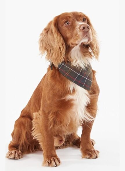 Barbour Tartan Köpek Bandanası TN11 Classic Tartan
