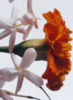 Jo Malone London Jasmine Sambac & Marigold Cologne Intense 100ml - Görsel 2