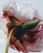 Jo Malone London Peony & Blush Suede Cologne 100ml - Görsel 3