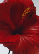 Jo Malone London Red Hibiscus Cologne Intense 100ml - Görsel 3