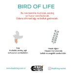 Birds Of Life Aplik 3